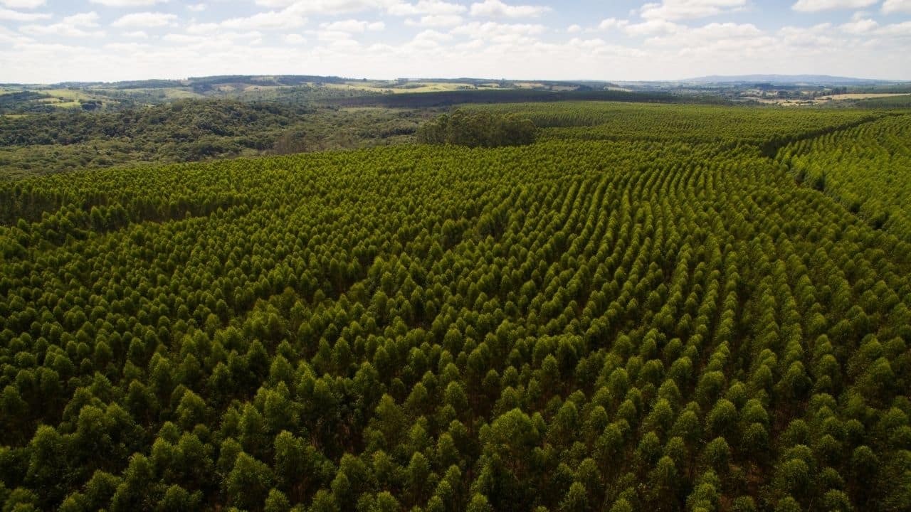Suzano lança fundo de US$ 70 milhões para startups de bioeconomia Suzano lança fundo de US$ 70 milhões para startups de bioeconomia