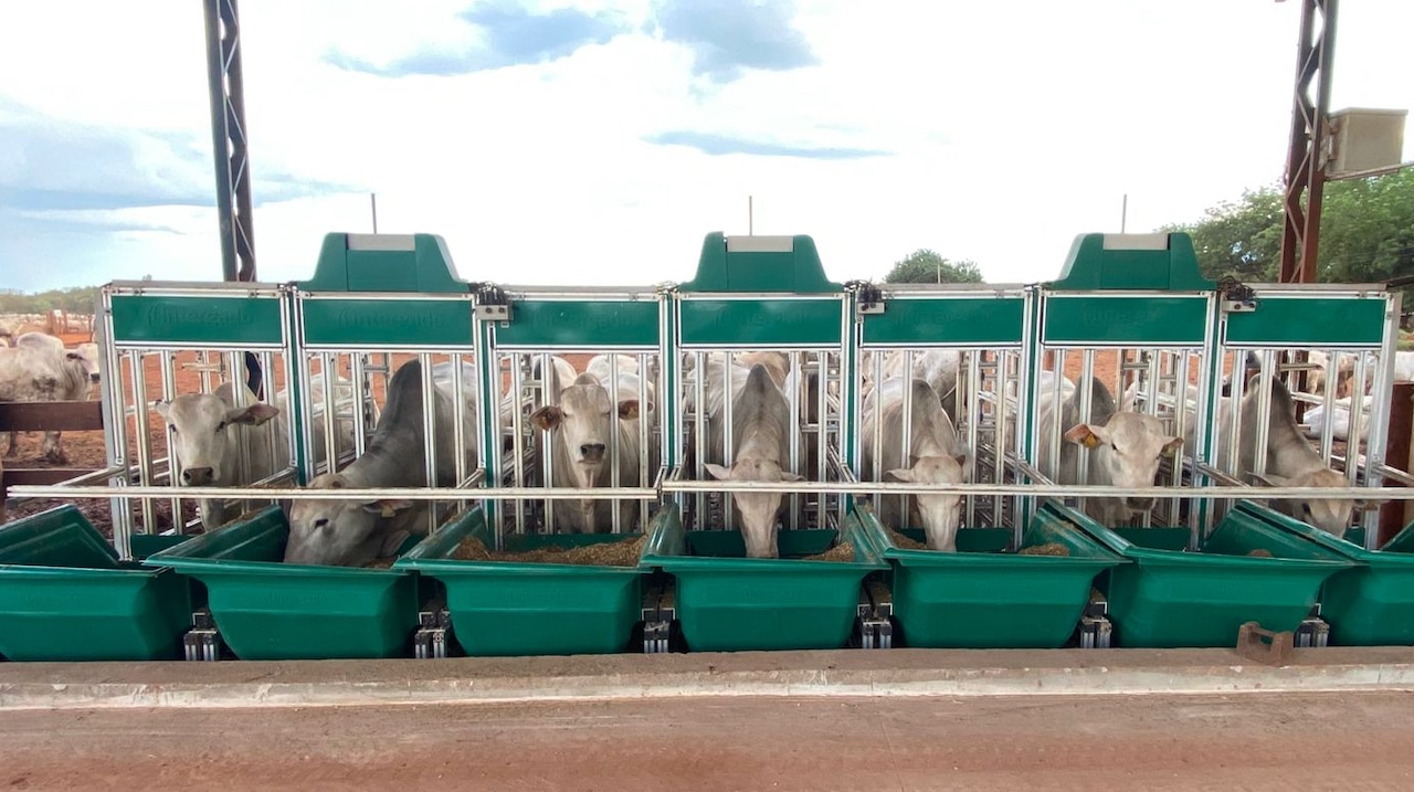 Animais confinados na fazenda MFG, fornecedora da Marfrig Animais confinados na fazenda MFG, fornecedora da Marfrig