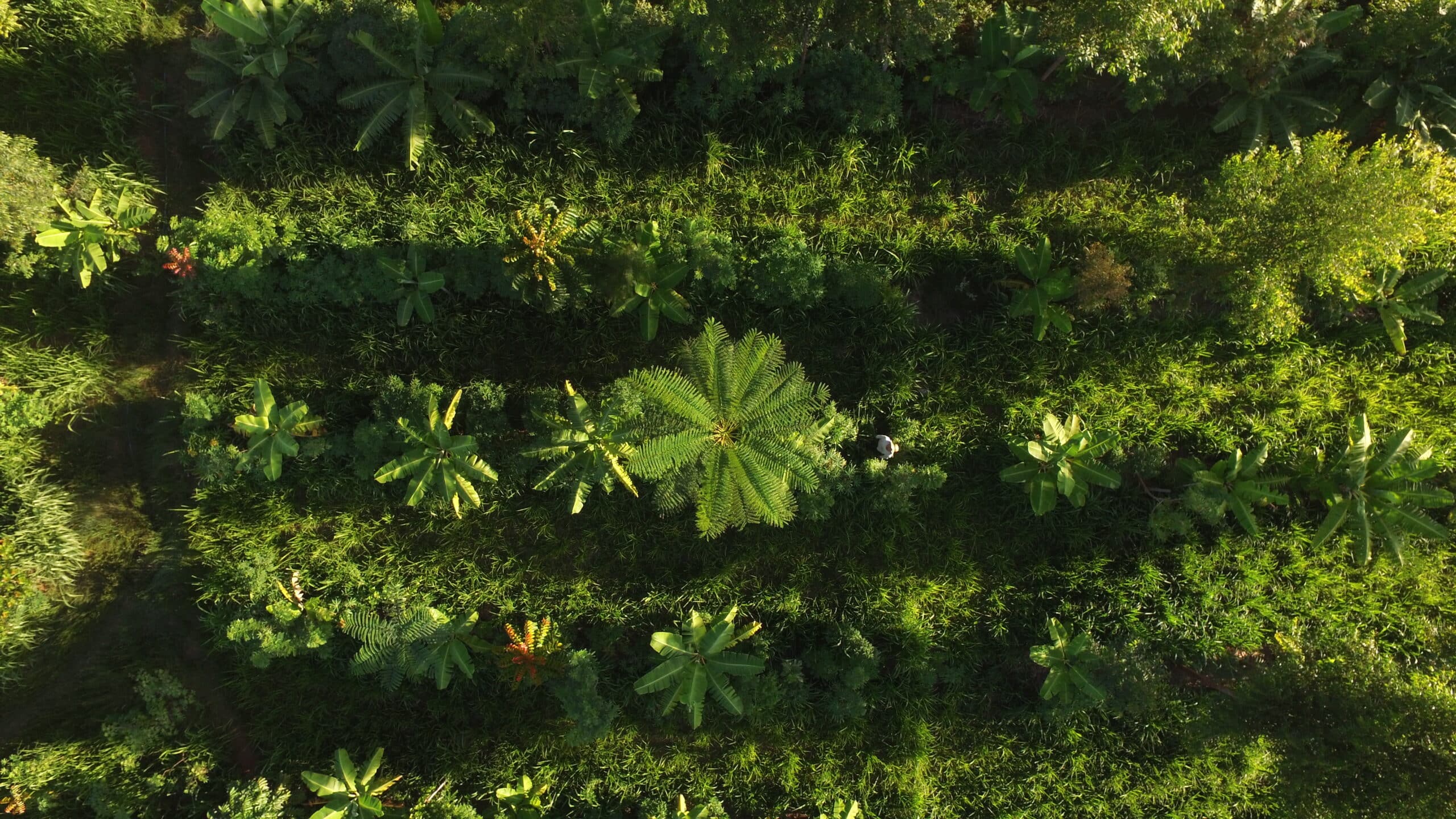 JGP se une a WWF em crédito para agrofloresta JGP se une a WWF em crédito para agrofloresta