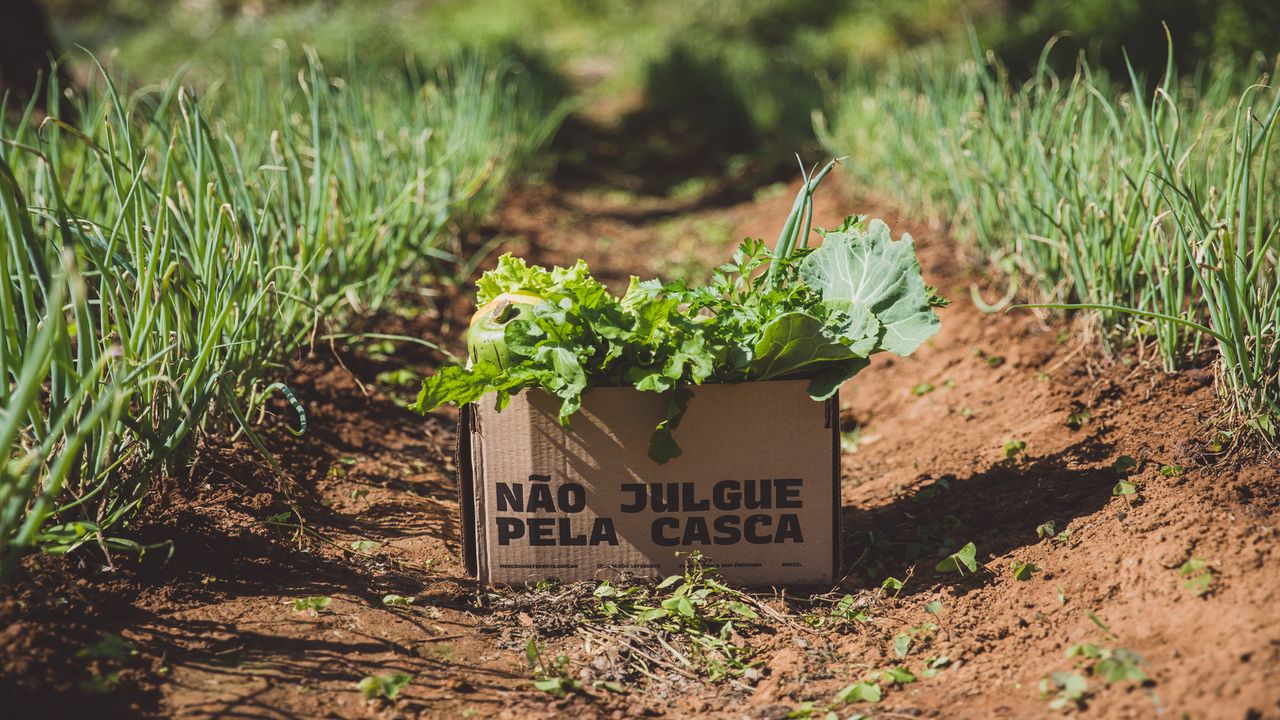 Diferente capta mais R$ 16 mi para expandir venda de orgânicos 'fora do padrão' Diferente capta mais R$ 16 mi para expandir venda de orgânicos 'fora do padrão'