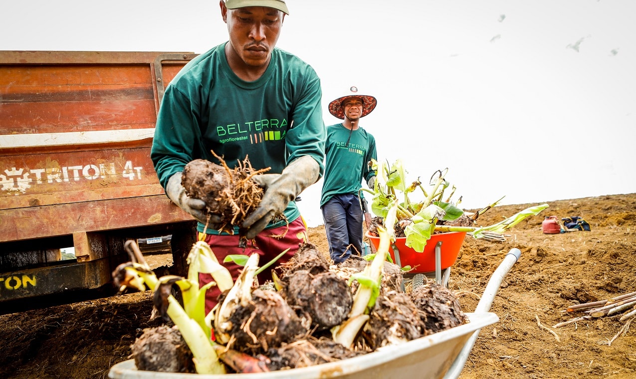 O modelo da Belterra para dar escala às agroflorestas O modelo da Belterra para dar escala às agroflorestas