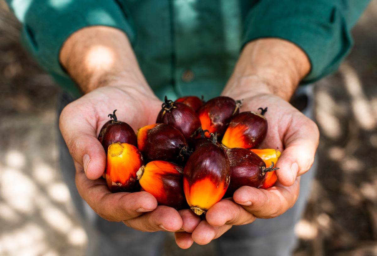 Agropalma: crescimento sustentável como base do planejamento Agropalma: crescimento sustentável como base do planejamento