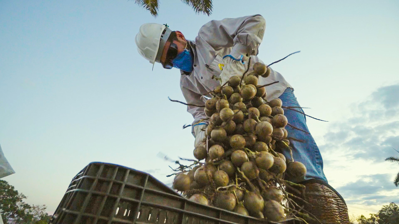 Processo de beneficiamento dos cocos da macaúba em planta da Inocas Processo de beneficiamento dos cocos da macaúba em planta da Inocas