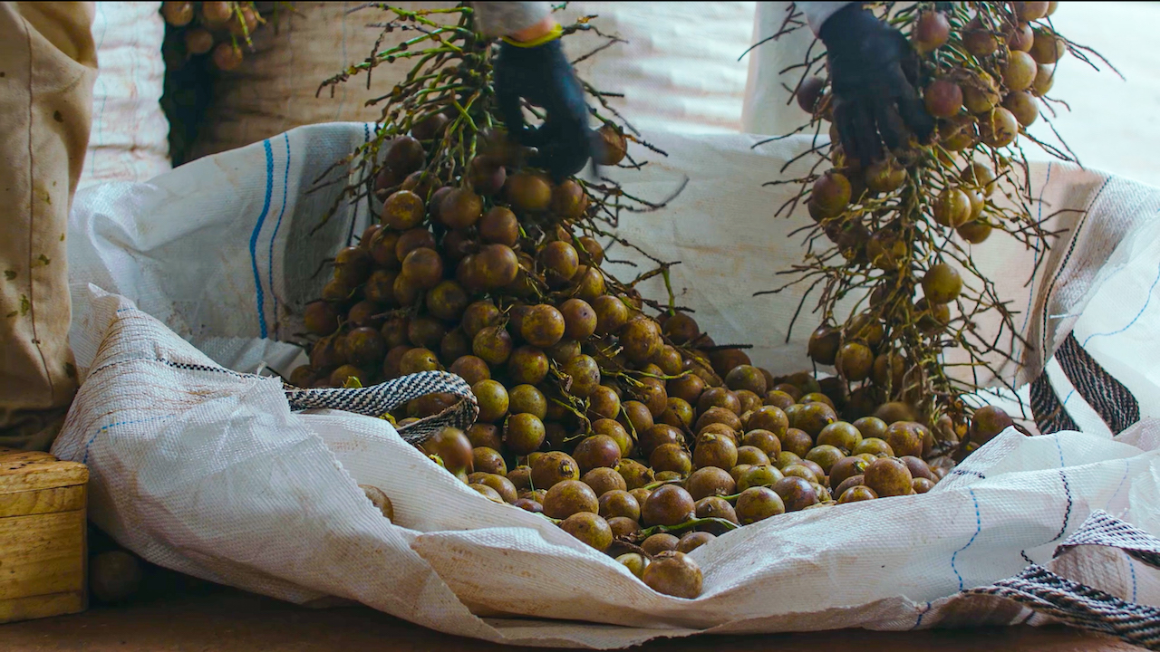 Processo de beneficiamento dos cocos da macaúba em planta da Inocas Processo de beneficiamento dos cocos da macaúba em planta da Inocas