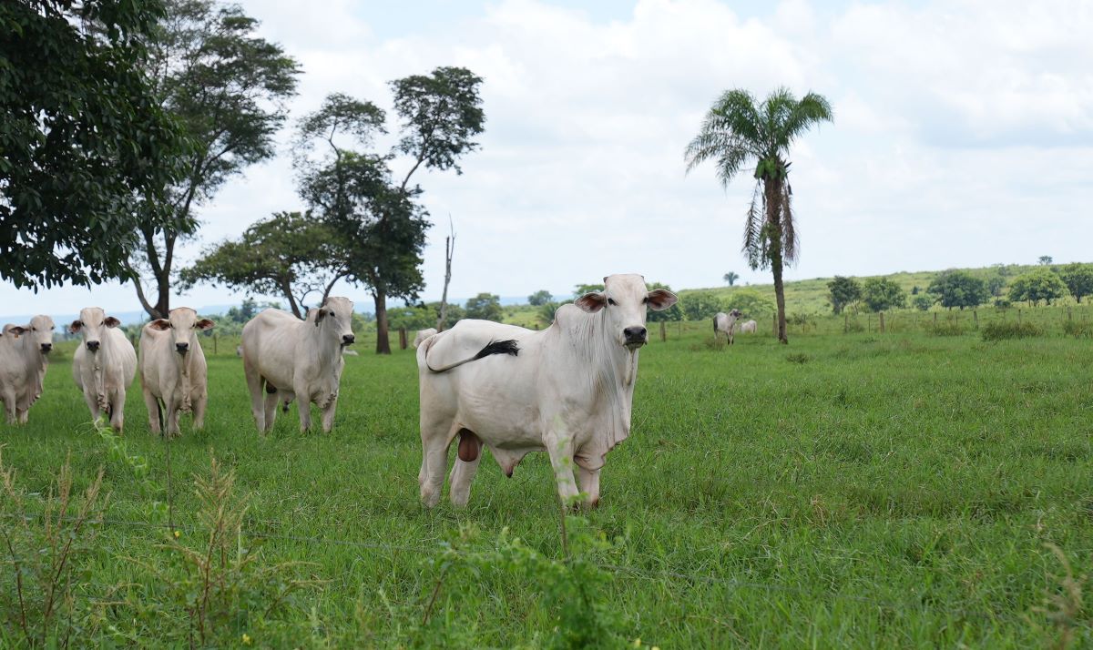 Marfrig: pioneirismo na construção de uma pecuária sustentável Marfrig: pioneirismo na construção de uma pecuária sustentável