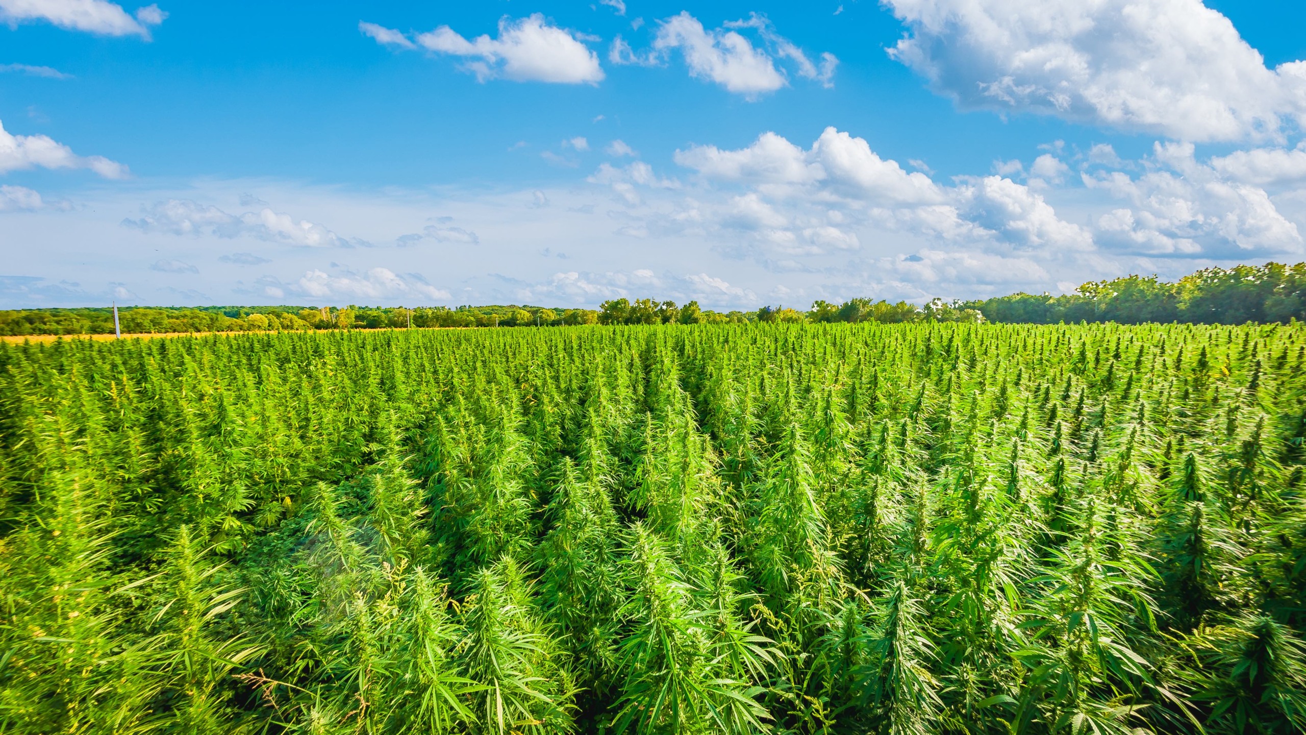 Plantação de cânhamo na França para utilização na indústria têxtil Plantação de cânhamo na França para utilização na indústria têxtil
