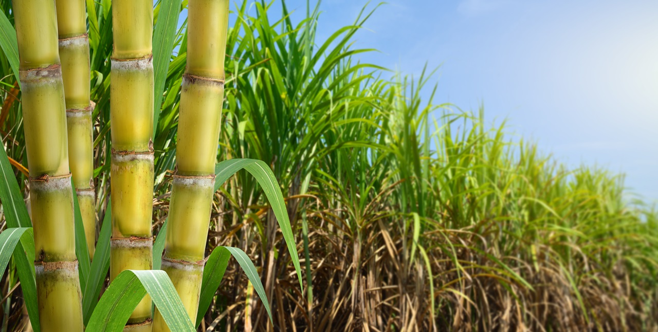 IA rural da Smartbreeder recebe aporte de R$ 15 mi IA rural da Smartbreeder recebe aporte de R$ 15 mi
