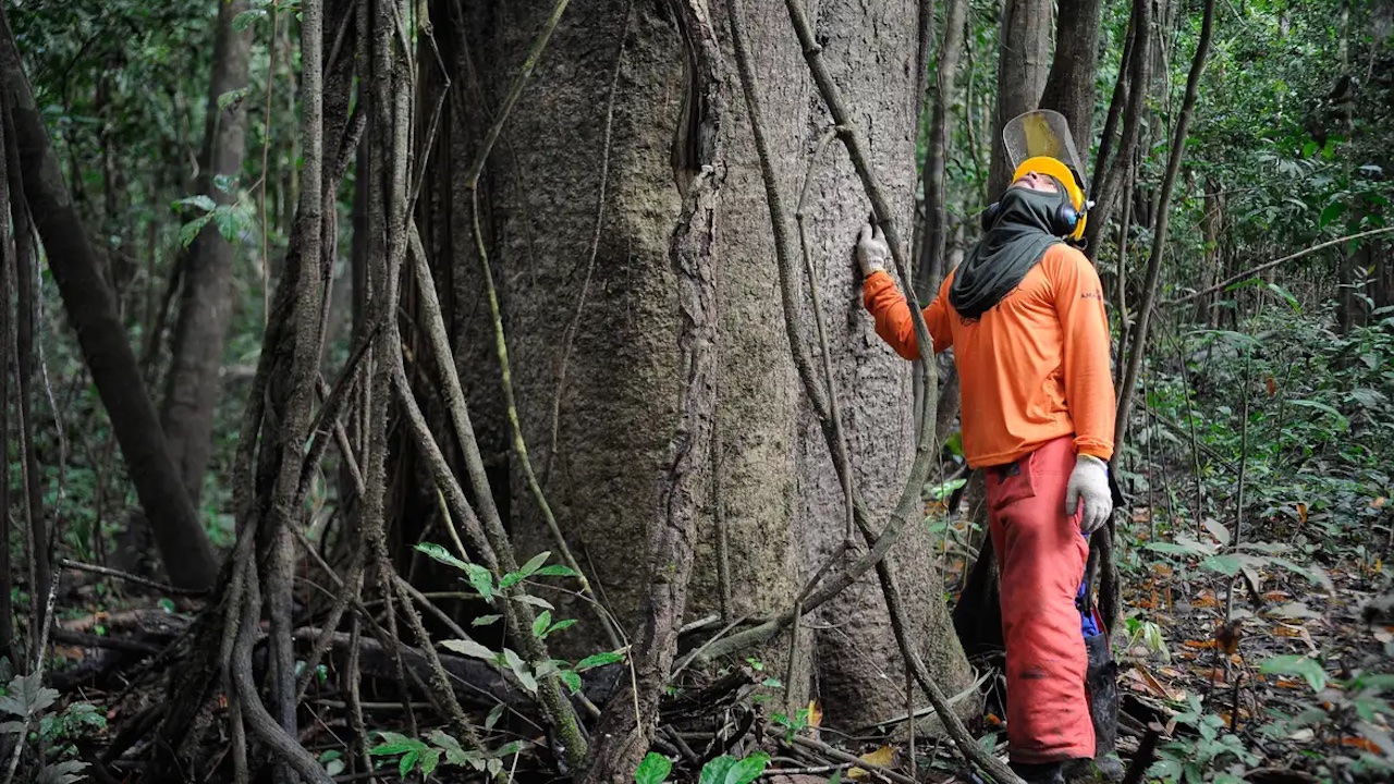 Funcionário observa árvore na floresta amazônica Funcionário observa árvore na floresta amazônica