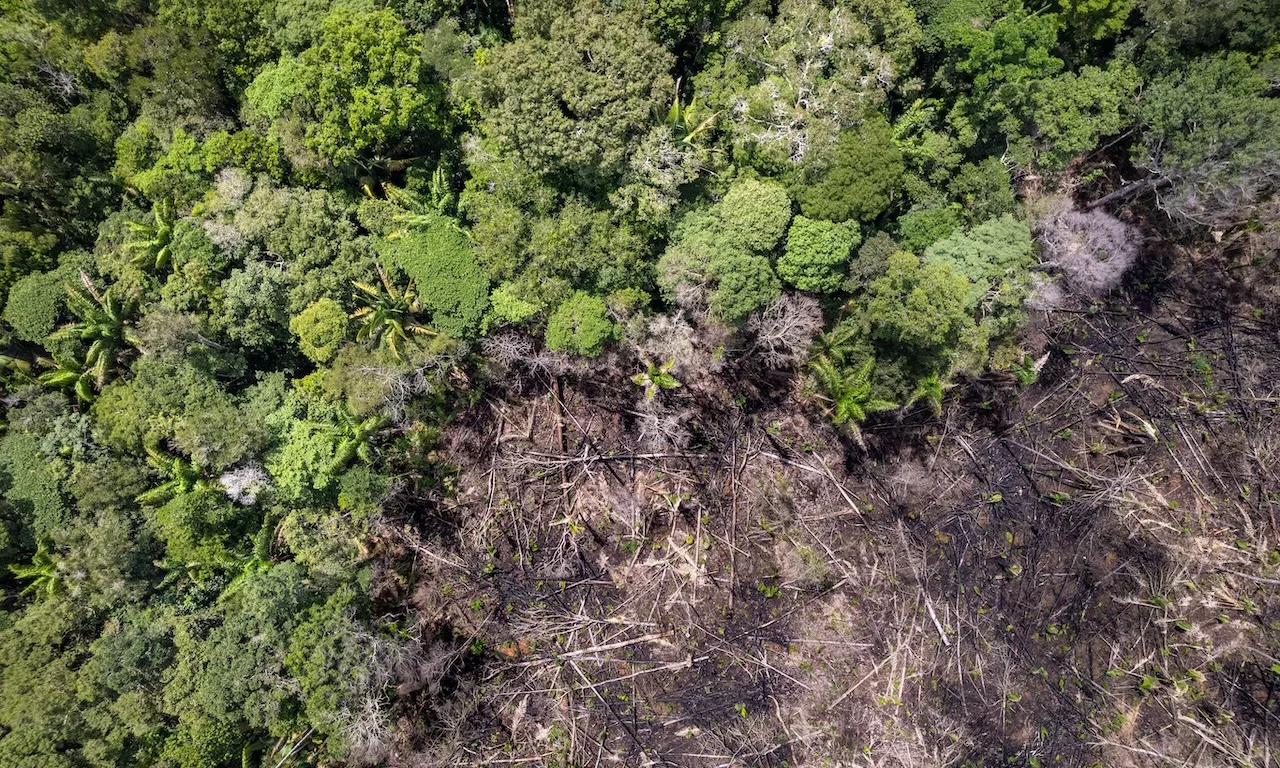 ZEG, do Grupo Capitale, entra em créditos de carbono florestais ZEG, do Grupo Capitale, entra em créditos de carbono florestais