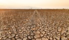 Campo de milho devastado pela seca